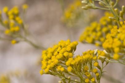 Fotografia da espécie Helichrysum italicum subesp. picardi