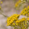 Fotografia 10 da espécie Helichrysum italicum subesp. picardi do Jardim Botânico UTAD