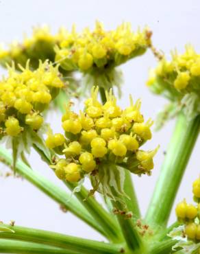 Fotografia 10 da espécie Levisticum officinale no Jardim Botânico UTAD