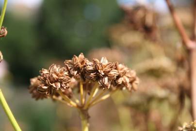 Fotografia da espécie Levisticum officinale