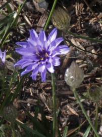 Fotografia da espécie Catananche caerulea