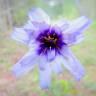 Fotografia 10 da espécie Catananche caerulea do Jardim Botânico UTAD