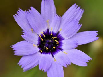 Fotografia da espécie Catananche caerulea