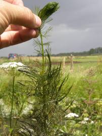 Fotografia da espécie Myriophyllum verticillatum