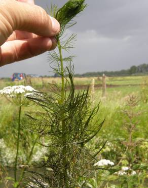 Fotografia 3 da espécie Myriophyllum verticillatum no Jardim Botânico UTAD