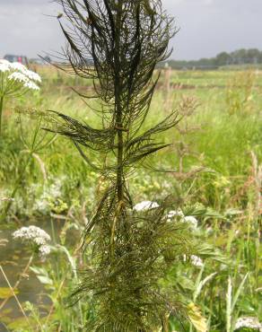 Fotografia 4 da espécie Myriophyllum verticillatum no Jardim Botânico UTAD