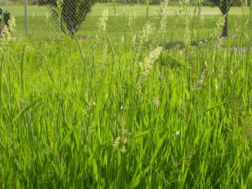 Fotografia da espécie Phalaris arundinacea