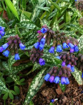 Fotografia 3 da espécie Pulmonaria longifolia no Jardim Botânico UTAD