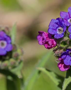 Fotografia 4 da espécie Pulmonaria longifolia no Jardim Botânico UTAD