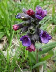 Pulmonaria longifolia