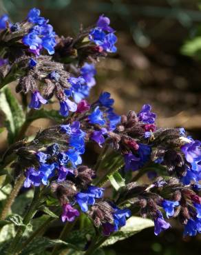 Fotografia 7 da espécie Pulmonaria longifolia no Jardim Botânico UTAD