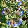 Fotografia 10 da espécie Pulmonaria longifolia do Jardim Botânico UTAD