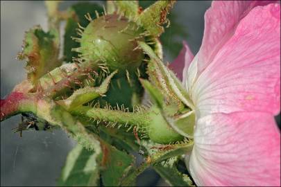 Fotografia da espécie Rosa villosa