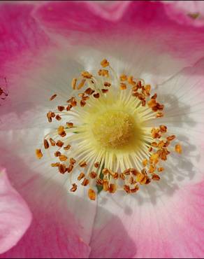 Fotografia 5 da espécie Rosa villosa no Jardim Botânico UTAD