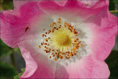 Fotografia da espécie Rosa villosa