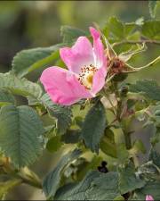 Fotografia da espécie Rosa villosa