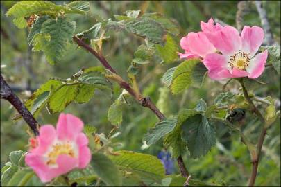 Fotografia da espécie Rosa villosa