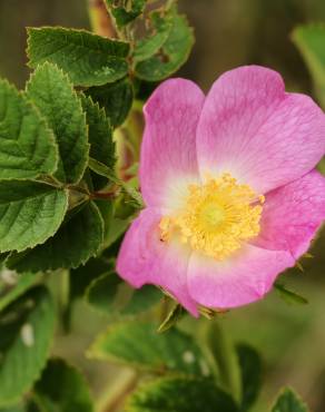 Fotografia 2 da espécie Rosa tomentosa no Jardim Botânico UTAD