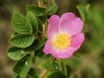 Fotografia da espécie Rosa tomentosa