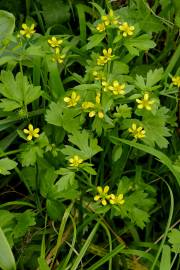 Fotografia da espécie Ranunculus muricatus