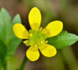 Fotografia da espécie Ranunculus muricatus