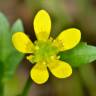 Fotografia 1 da espécie Ranunculus muricatus do Jardim Botânico UTAD