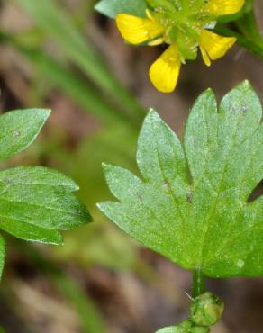 Fotografia 4 da espécie Ranunculus muricatus no Jardim Botânico UTAD