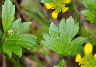Fotografia da espécie Ranunculus muricatus