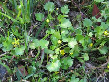 Fotografia da espécie Ranunculus muricatus