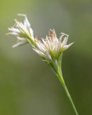 Fotografia da espécie Rhynchospora alba