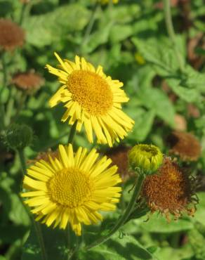 Fotografia 11 da espécie Pulicaria dysenterica no Jardim Botânico UTAD