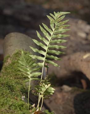 Fotografia 9 da espécie Polypodium vulgare no Jardim Botânico UTAD