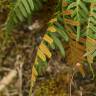 Fotografia 10 da espécie Polypodium vulgare do Jardim Botânico UTAD