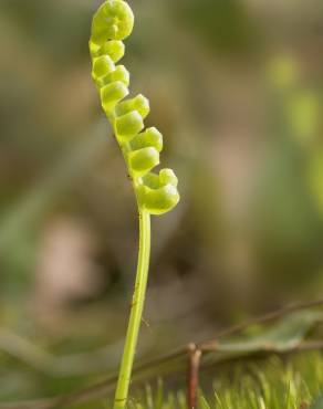 Fotografia 12 da espécie Polypodium vulgare no Jardim Botânico UTAD