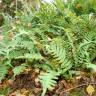 Fotografia 14 da espécie Polypodium vulgare do Jardim Botânico UTAD