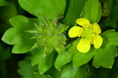 Fotografia da espécie Ranunculus muricatus