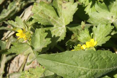 Fotografia da espécie Ranunculus muricatus
