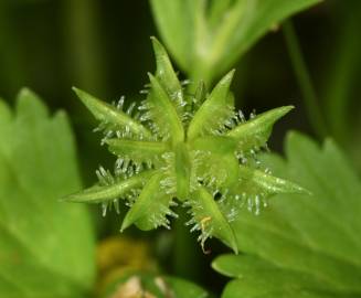 Fotografia da espécie Ranunculus muricatus