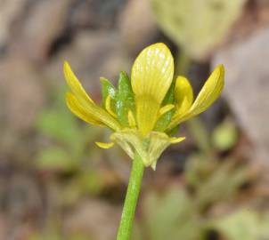 Fotografia da espécie Ranunculus muricatus