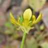 Fotografia 9 da espécie Ranunculus muricatus do Jardim Botânico UTAD