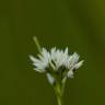 Fotografia 5 da espécie Rhynchospora alba do Jardim Botânico UTAD