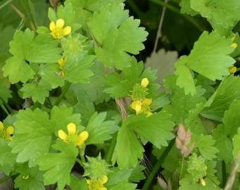 Fotografia da espécie Ranunculus muricatus