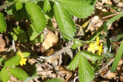Fotografia da espécie Ranunculus muricatus