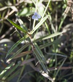 Fotografia da espécie Veronica scutellata