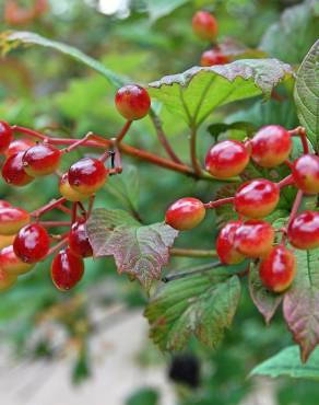 Fotografia 8 da espécie Viburnum opulus no Jardim Botânico UTAD