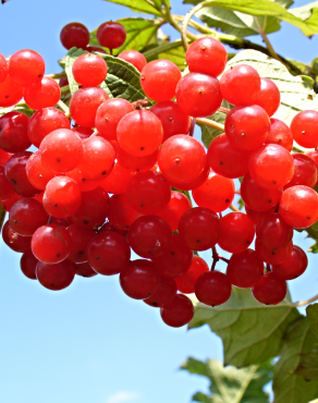 Fotografia 9 da espécie Viburnum opulus no Jardim Botânico UTAD