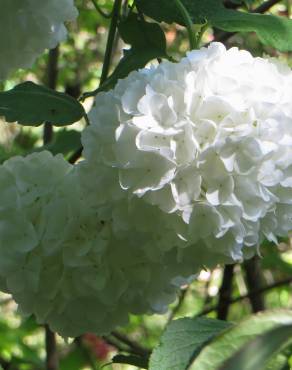 Fotografia 11 da espécie Viburnum opulus no Jardim Botânico UTAD