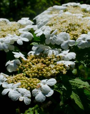 Fotografia 17 da espécie Viburnum opulus no Jardim Botânico UTAD