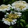 Fotografia 17 da espécie Viburnum opulus do Jardim Botânico UTAD