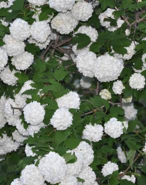 Fotografia 18 da espécie Viburnum opulus no Jardim Botânico UTAD